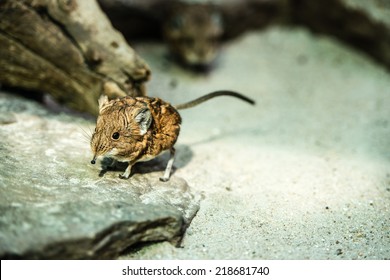 A cute short-eared elephant-shrew mouse (macroscalides proboscides)
