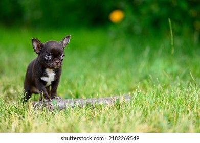 Cute Short-haired Chihuahua Puppy Stands on Grass and Looks Away. Free Space for Text. Walk Your Pet Outside.