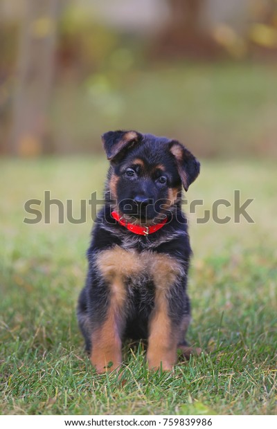 Cute Shorthaired German Shepherd Puppy Wearing Stock Photo Edit