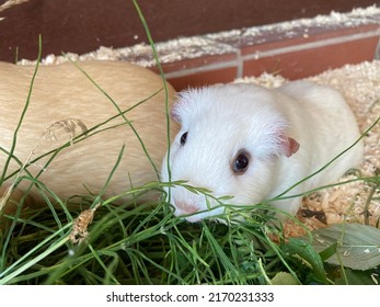 cute shorthaired guinea pig in the pen