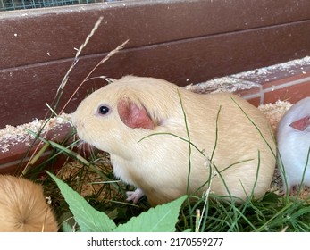 cute shorthaired guinea pig in the pen