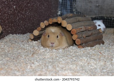 cute shorthaired guinea pig sits in the pen