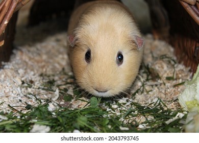 cute shorthaired guinea pig sits in the pen
