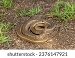 Cute Short-snouted Grass Snake (Psammophis brevirostris) curled up on the ground in the wild	