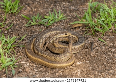Cute Short-snouted Grass Snake (Psammophis brevirostris) curled up on the ground in the wild	