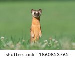 Cute Short-Tailed Weasel isolated on Green Background