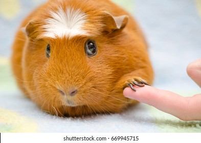 Human Guinea Pig Images Stock Photos Vectors Shutterstock