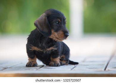 Cute and shy wire-haired miniature dachshund puppy posing on the terrace by the lake