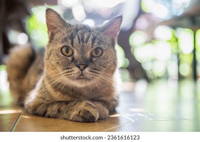 Cute Siamese Cat look at camera. pet and anmimal concept