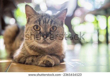 Cute Siamese Cat look at camera. pet and anmimal concept