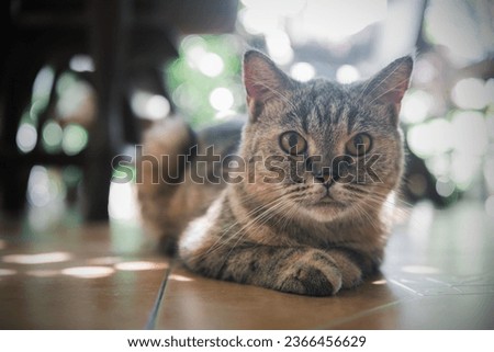 Cute Siamese Cat look at camera. pet and anmimal concept