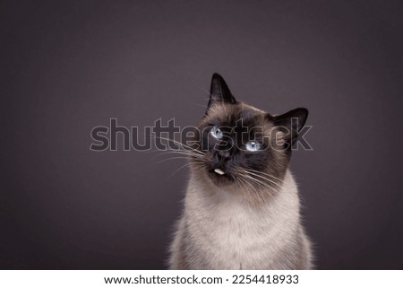 cute siamese cat sticking small tongue out. portrait on brown background with copy space
