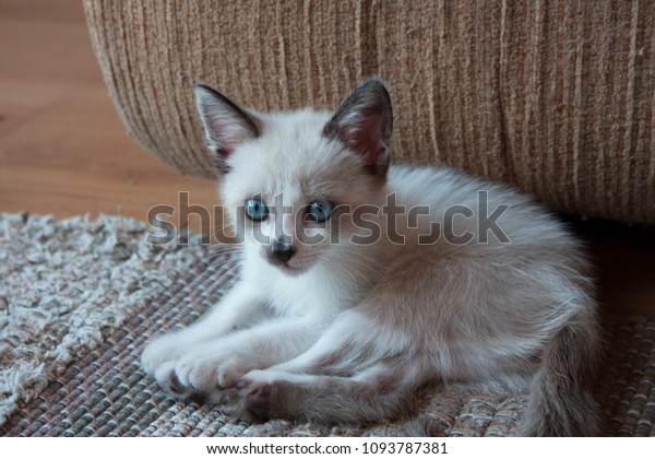 light grey kitten with blue eyes