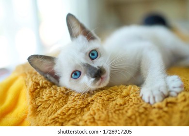 Blue Eyes Cat Images Stock Photos Vectors Shutterstock