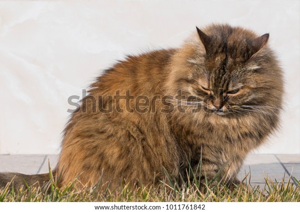 Cute Siberian Baby Cat Park Female Stock Photo Edit Now 1011761842