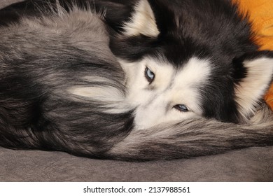 cute siberian husky 5 years old female black and white fluffy