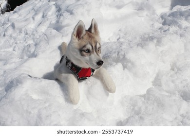 A cute Siberian Husky dog breed playing in a pile of snow