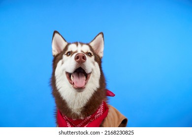 Cute Siberian Husky Dog Cowboy Clothing Stock Photo 2168230825 ...