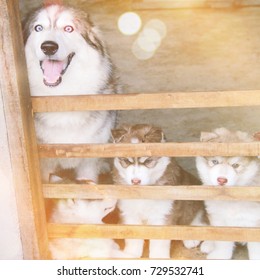 Cute Siberian Husky Family In Cage, Mother And Son