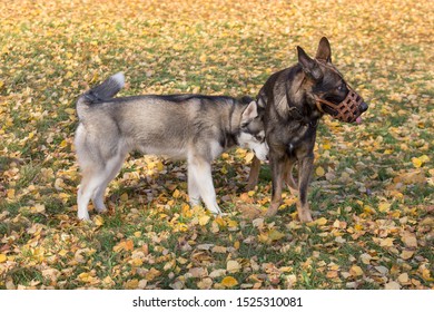 Cute Siberian Husky And Multibred Dog In Basket Muzzle Are Playing In The Autumn Park.