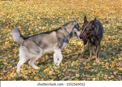 Cute Siberian Husky And Multibred Dog In Basket Muzzle Are Playing In The Autumn Park.