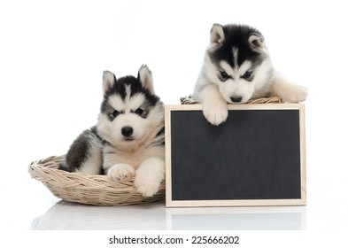 10,609 Dogs holding sign Images, Stock Photos & Vectors | Shutterstock