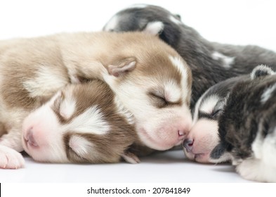 Cute Siberian Husky Puppies Sleeping On Stock Photo (Edit Now) 207841849