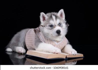 Cute Siberian Husky Puppy With Books And Glasses