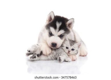 Cute siberian husky puppy  cuddling  cute kitten on white background isolated