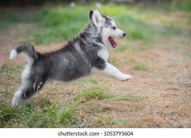 cute siberian huskies puppies