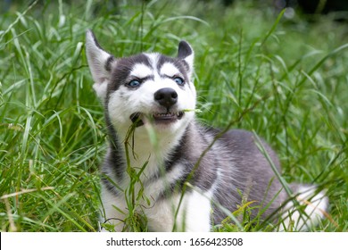 Cute Siberian Husky Puppy In A Meadow Eating Grass