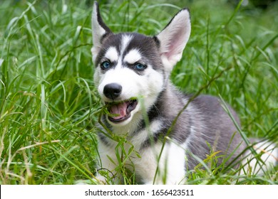 Cute Siberian Husky Puppy In A Meadow Eating Grass