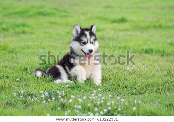 Najdete Stock Snimky Na Tema Roztomily Sibirsky Husky Stene Na Trave V Hd A Miliony Dalsich Stock Fotografii Ilustraci A Vektoru Bez Autorskych Poplatku Ve Sbirce Shutterstock Kazdy Den Jsou Pridavany Tisice Novych Kvalitnich Obrazku