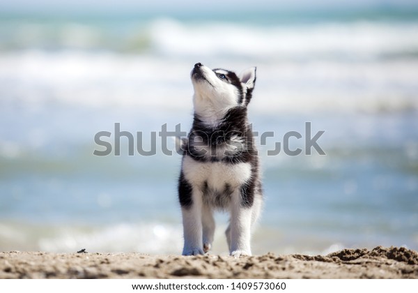 かわいいシベリアン ハスキーの子犬 の写真素材 今すぐ編集