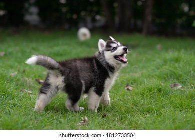 Cute Siberian Husky Puppy Playing On Green Grass