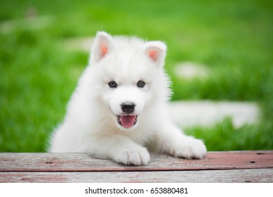 Cute siberian husky puppy playing in the park and look at camera