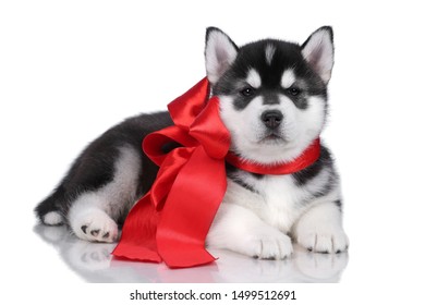 Cute siberian husky puppy with red bow - Shutterstock ID 1499512691