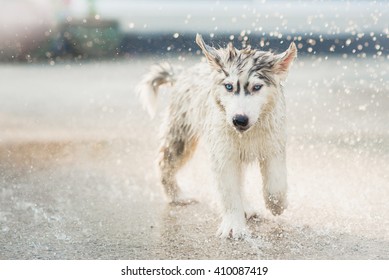 Cute Siberian Husky Puppy Running In The Rain