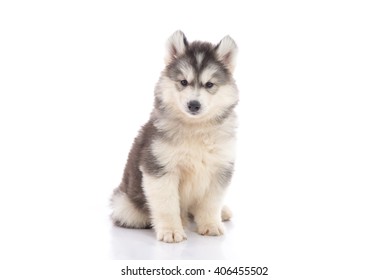 94,427 Puppy husky Images, Stock Photos & Vectors | Shutterstock