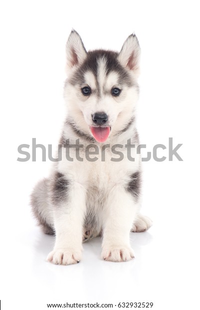 Cún con dễ thương Siberian Husky ngồi trên nền trắng bị cô lập