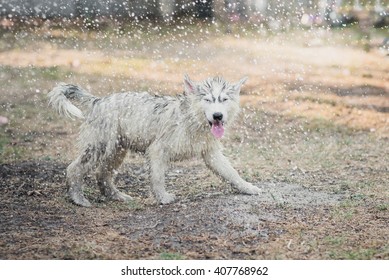 Cute siberian husky puppy water from a hose outdoors
