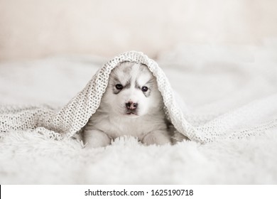 Cute siberian husky puppy with a white knitted blanket