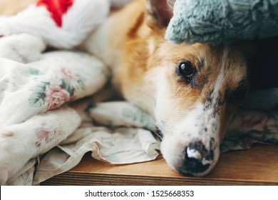 Cute Sick Dog Lying On Pillow In Cozy Blanket And Resting. Adorable Dog With Sad Eyes Relaxing On Comfortable Bed. Ill Dog Recovering