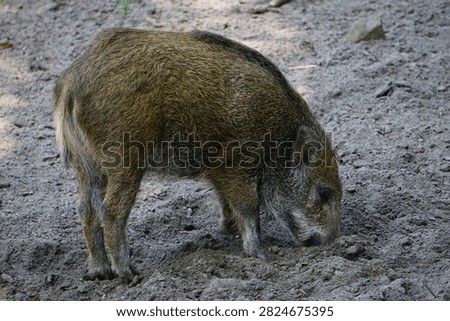 Cute side profile of a small Eurasian wild boar piglet (Sus scrofa) digging in the dirt of Tegeler Forst forest in Berlin, Germany