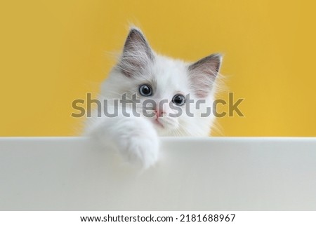 Cute side view of naughty little cat ragdoll playing with paws on yellow background
