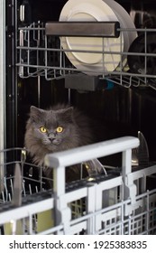 Cute Silly Curious Kitty Cat Climbed Inside Dishwasher