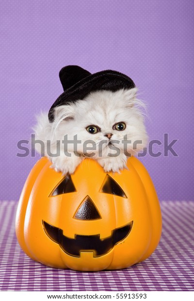 Cute Silver Chinchilla Persian Kitten Witch Stock Photo 55913593 ...