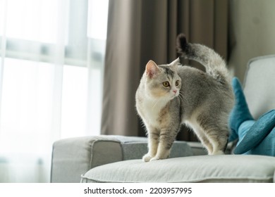 Cute Silver Tabby Cat Relaxing And Playing On Couch In Living Room Waiting For His Owner Get Back From Work. Adorable Domestic Feline Pet White Kitten Scottish Straight Cat Playing In Apartment Room.