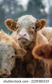 Cute Simmental calf cow in winter pasture - Shutterstock ID 2239385519
