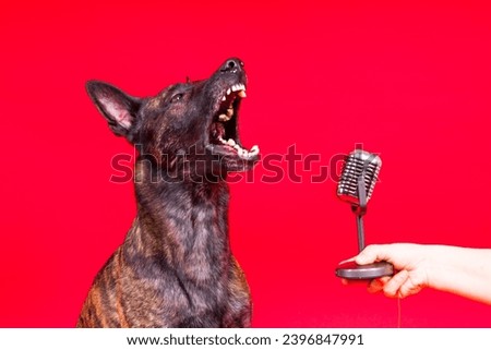 Cute singing dog Dutch shepherd in a studio red yellow background